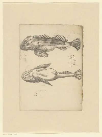 Zeedonderpad (Myoxocephalus scorpius)