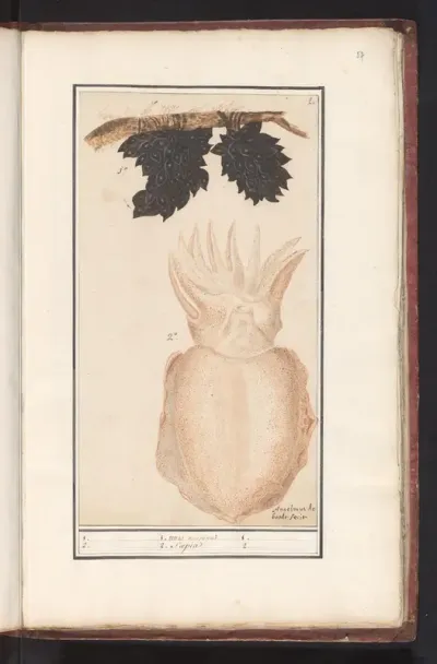 Zeekat of sepia (Sepiida)