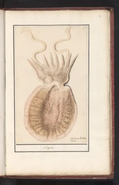 Zeekat (Sepiida)