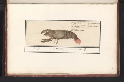 Zeekreeft (Homarus gammarus)