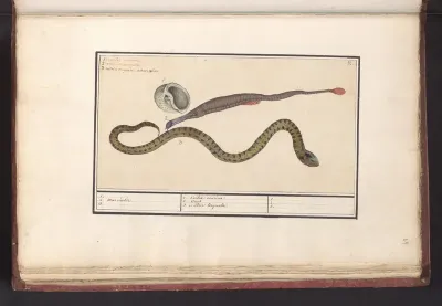 Zeeschelp, zeenaald (Syngnathus) en waterslang (Natrix)