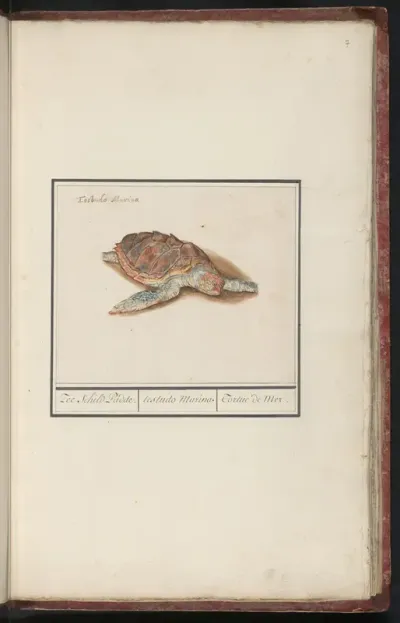 Zeeschildpad (Cheloniidae)