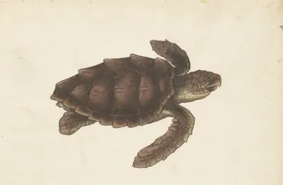 Zeeschildpad