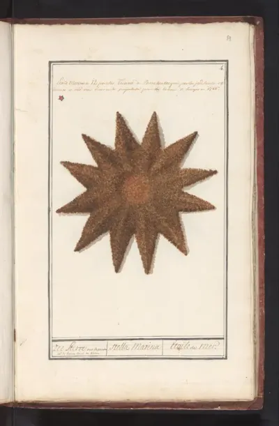 Zeester (Asteroidea)