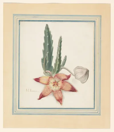 Zeester Bloem (Stapelia hirsuta)
