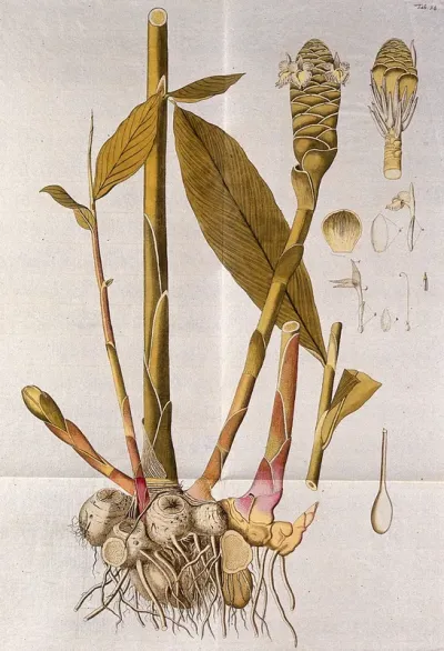 Zerumbet Ginger (Zingiber zerumbet (L.) Sm.): flowering stem with rhizome and separate leaf, inflorescence and floral segments