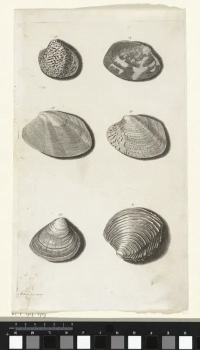 Zes schelpen