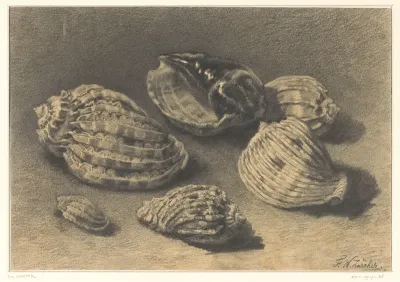 Zes schelpen