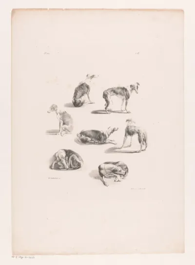 Zeven honden