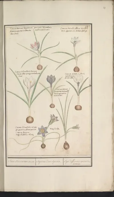 Zeven krokussen (Crocus)
