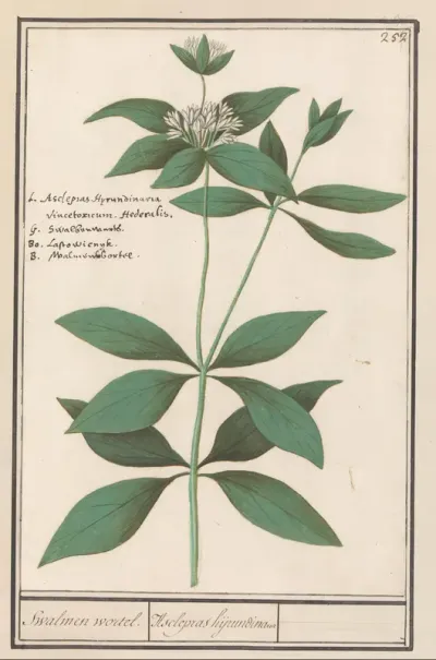 Zijdeplant (Asclepias syriaca)