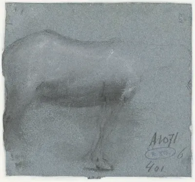 Zijkant van een paard