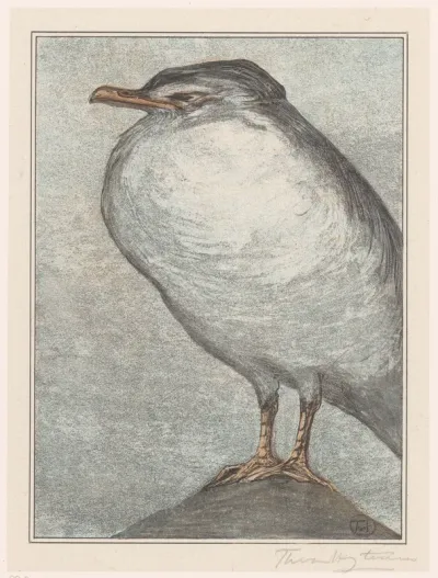 Zilvermeeuw