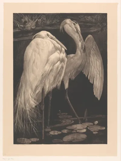 Zilverreigers