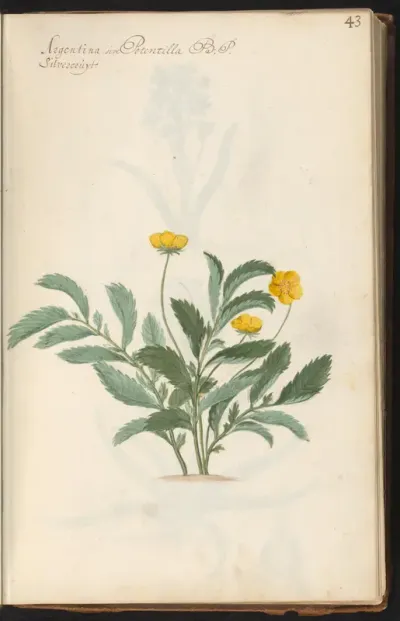 Zilverschoon (Argentina anserina)