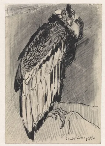 Zittende condor