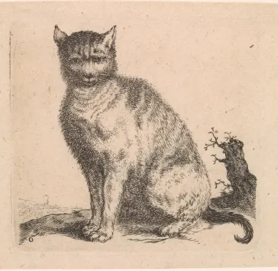 Zittende poes