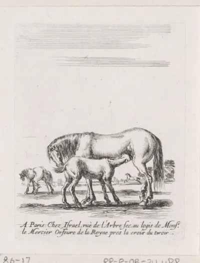 Zogend paard met veulen in een landschap met meer paarden