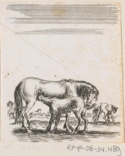 Zogend paard met veulen in een landschap met meer paarden