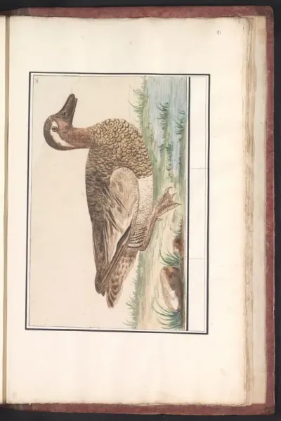 Zomertaling (Anas querquedula)