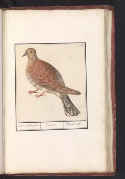 Zomertortel (Streptopelia turtur)