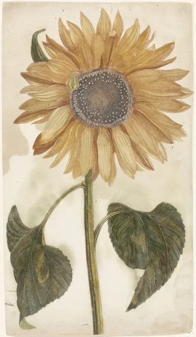Zonnebloem