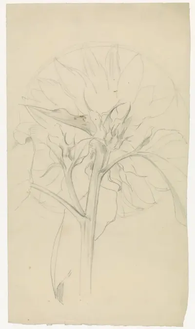 Zonnebloem