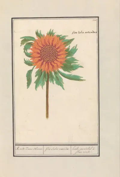 Zonnebloem (Helianthus annuus)