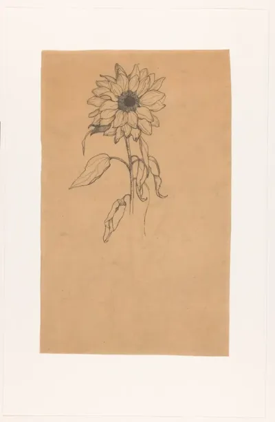 Zonnebloem van voren