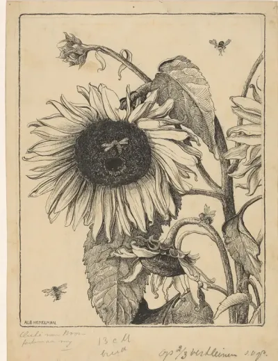 Zonnebloemen