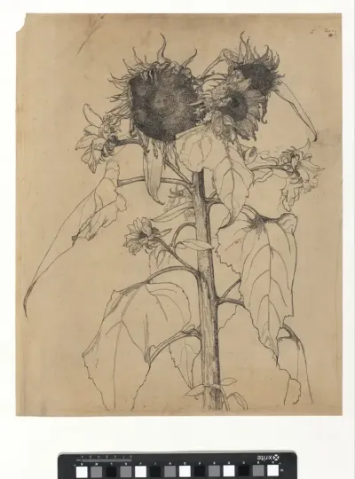 Zonnebloemen