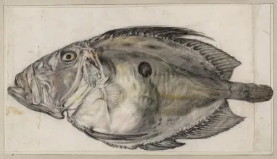 Zonnevis (John Dory)