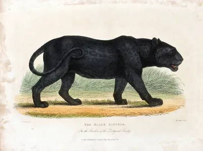 Zoological Society of London: a black panther