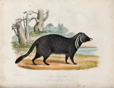 Zoological Society of London: a civet cat