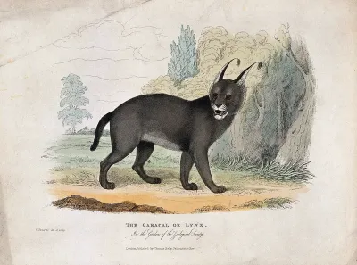Zoological Society of London: a lynx