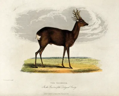 Zoological Society of London: a roebuck