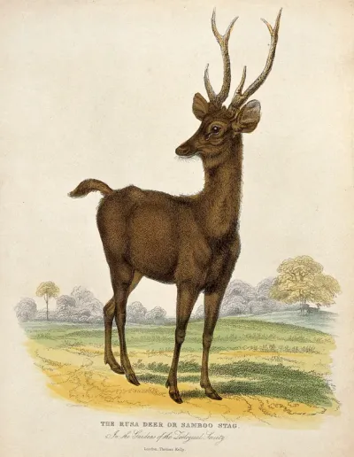 Zoological Society of London: a Rusa deer