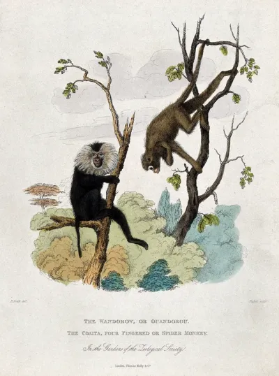 Zoological Society of London: a wandaroo and a langur climbing trees