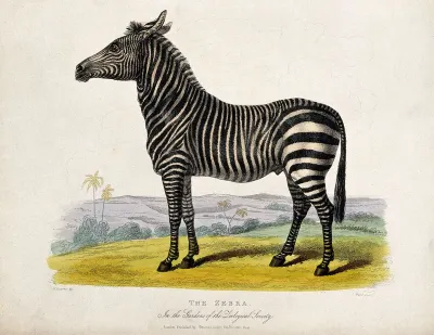 Zoological Society of London: a zebra