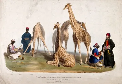 Zoological Society of London: three giraffes surrounded by men in arabic costume