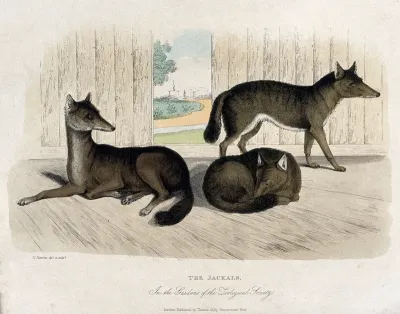 Zoological Society of London: three jackals