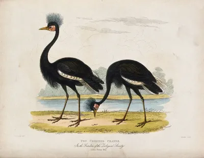 Zoological Society of London: Two crowned cranes