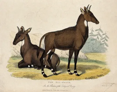 Zoological Society of London: two nilgais