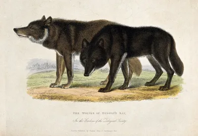 Zoological Society of London: two wolves of Hudson Bay