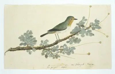 Zosterops pallidus (Oranjerivierbrilvogel)
