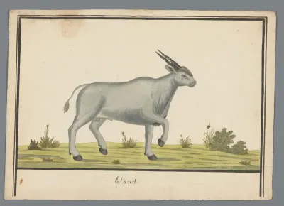 Zuid-Afriikaanse antilope
