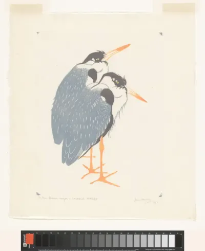Zuid-Amerikaanse blauwe reigers