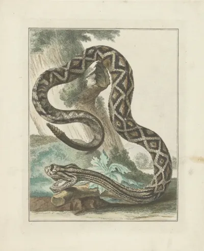 Zuid-Amerikaanse ratelslang (Crotalus durissus)