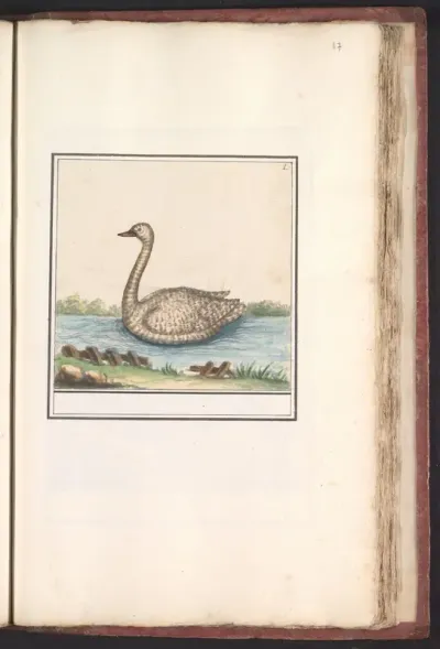 Zwaan (Cygnus)