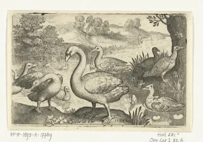 Zwaan en ganzen en eenden bij water